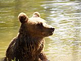  Libearty Bear Sanctuary 