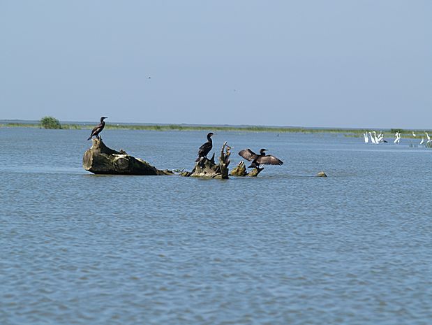 Donau Delta