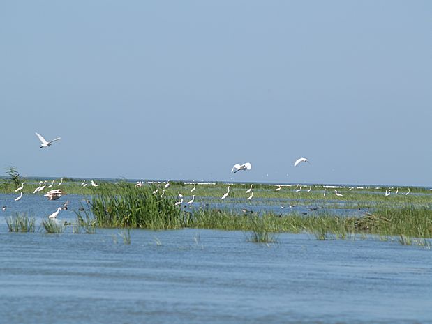 Donau Delta