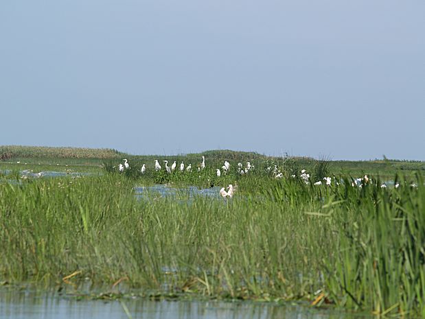 Donau Delta