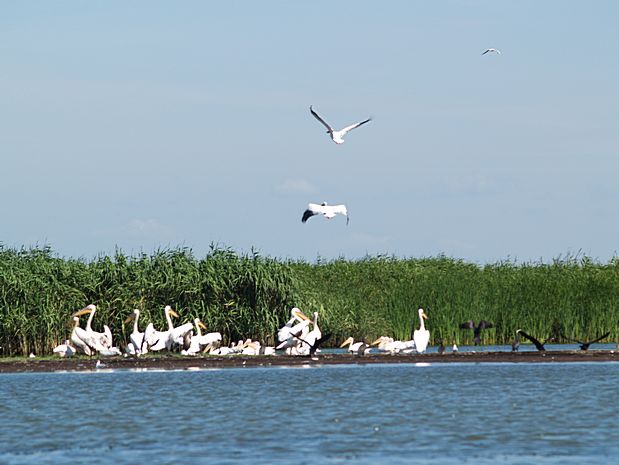 Donau Delta