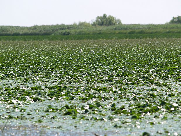 Donau Delta