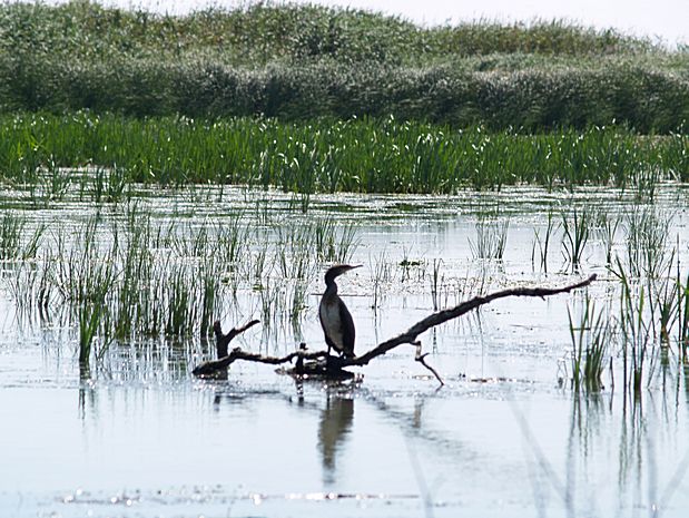 Donau Delta