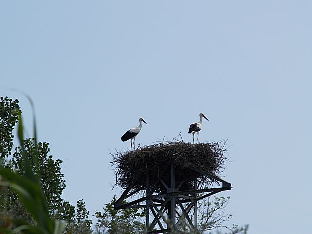 Donau Delta