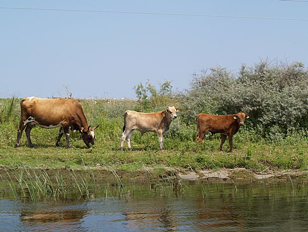 Donau Delta