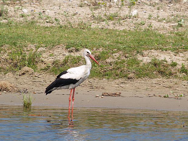 Donau Delta