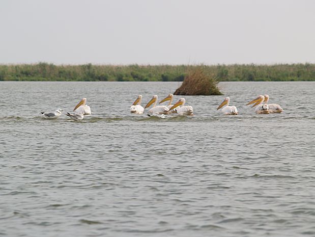 Donau Delta