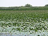Schwarzes Meer