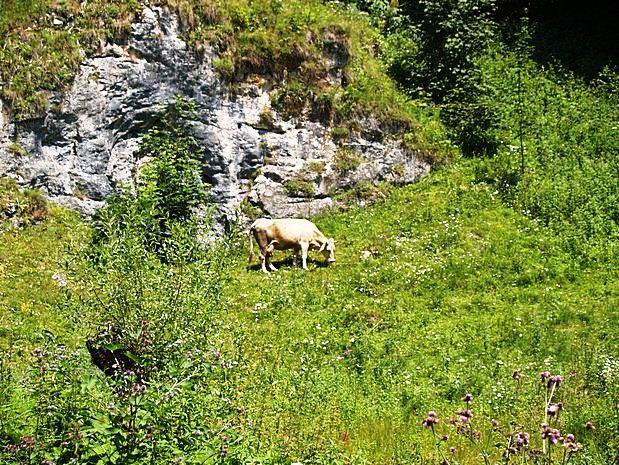 Carpathian Mountains