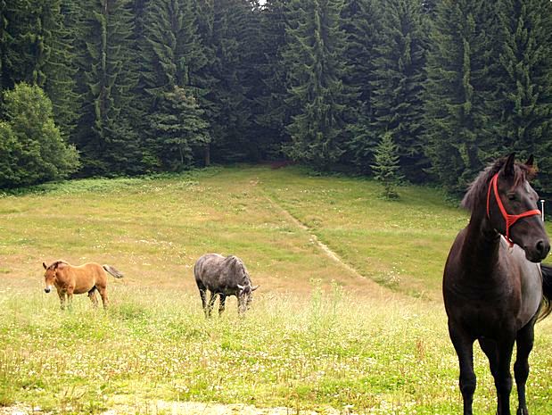 Poiana Brasov