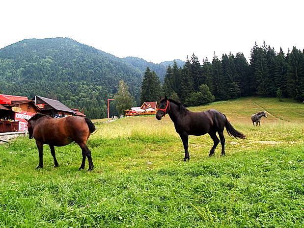 Poiana Brasov