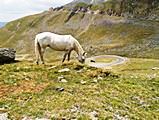 Transfagarasan