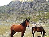 Transfagarasan