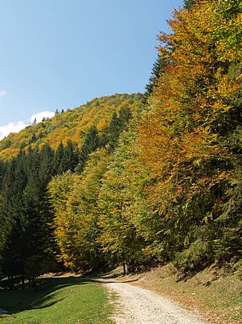 Brasov area