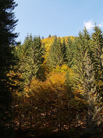 Brasov area