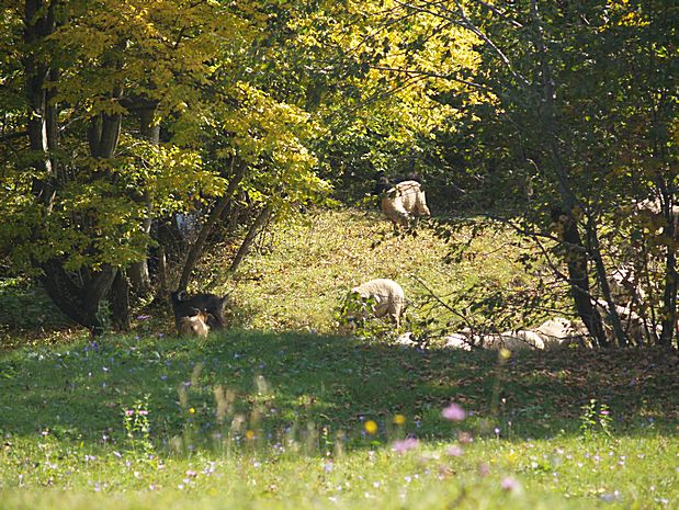 Brasov area