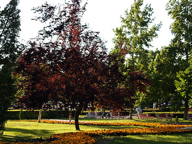 Brasov in Summer